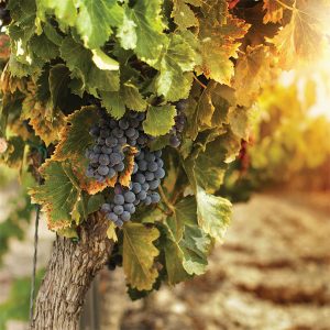 Grapes hanging